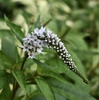 Lysimachia clethroides