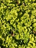 Lysimachia nummularia