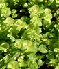 Lysimachia nummularia