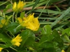 Lysimachia numularia
