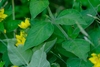 Opposite leaves on a stem