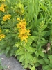 Habit of plant with a spike of several yellow flowers