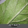 Underside of leaf with hairs