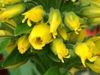 Yellow flower buds beginning to open