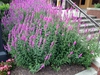 Lythrum salicaria