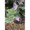 Tradescantia sillamontana