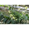 Mahonia ilicina