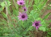 T. porrifolius