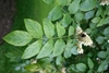 Compound leaves