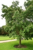 Form