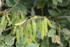 Legumes in July in China