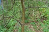 Trunk