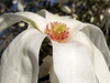 Magnolia x kewensis 'Wada's Memory'