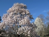 Magnolia x kewensis 'Wada's Memory'