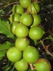 Fruit