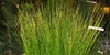 Form of plant with narrow upright leaves