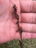 Spike of dark red-brown smal flowers