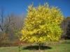 Yellow fall color