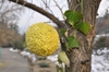 Fruit