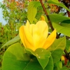 Yellow flower