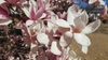 Magnolia liliflora