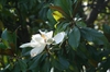 Magnolia grandiflora