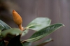 Magnolia grandiflora 'Little Gem'
