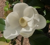 Large cup shaped. flowers with 6-12 petals and three sepals