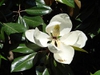 Magnolia grandiflora 'Kay Parris'