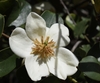 'Gail's Favorite' Flower - April 6 - Wake Co., NC