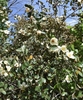 'Gail's Favorite' Flowers - April 6 - Wake Co., NC