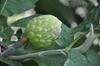 Magnolia macrophylla