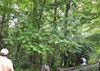 Magnolia macrophylla