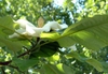 Magnolia macrophylla