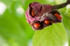 Magnolia x soulangiana