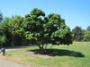 Magnolia x soulangiana