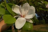 Magnolia x soulangiana