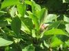 Magnolia x soulangiana