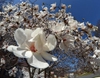Magnolia stellata