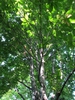 Magnolia tripetala