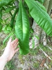 Magnolia tripetala