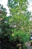 Magnolia virginiana