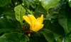 Flower and leaves