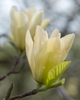 Elizabeth' flower'