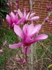 Large pink, tulip-shaped flowers on bare branches.