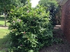 Large rounded shrub.