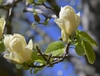 Magnolia x brooklynensis 'Lois' upclose frost resistant flower