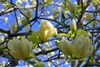 Tree with emerging leaves & pale yellow goblet-shaped flowers.