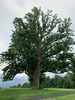 Form