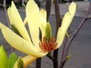 Magnolia 'Butterflies'